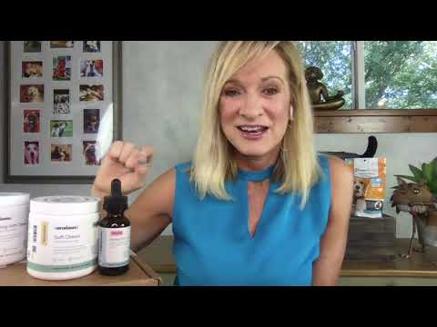 The Best Calming Products for Pet Anxiety